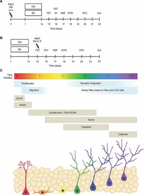 Antidepressant but Not Prophylactic Ketamine Administration Alters Calretinin and Calbindin Expression in the Ventral Hippocampus